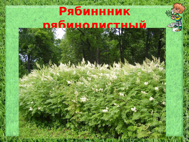 Рябиннник рябинолистный Морозостойкий, быстрорастущий, но требовательный к влажности почвы кустарник с многочисленными сильными прямостоящими побегами с толщиной стебля до 1,5 см, вырастающий в высоту до 2—3 м. Веточки гладкие или слегка опушенные, почки фиолетово-коричневые. Листья голые, сложные, непарноперистые, размером 14-30 см на 5-17см. Имеют 13—23 длиннозаостренных листочка длиной 5—10 см ланцетной или яйцевидноланцетной формы с дваждыпильчатыми краями и с 12-16 парами жилок. Абаксиальная сторона может быть слегка опушена. Соцветия - пирамидальные метёлки до 25 см длиной. Белые слегка желтоватые  цветки обладают приятным запахом.   