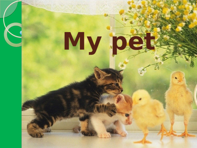 My pet   