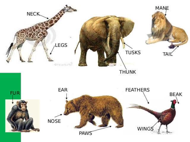 MANE NECK LEGS TUSKS TAIL THUNK FEATHERS EAR FUR BEAK NOSE WINGS PAWS 