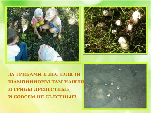 ЗА ГРИБАМИ В ЛЕС ПОШЛИ ШАМПИНИОНЫ ТАМ НАШЛИ. И ГРИБЫ ДРЕВЕСТНЫЕ, И СОВСЕМ НЕ СЪЕСТНЫЕ!   