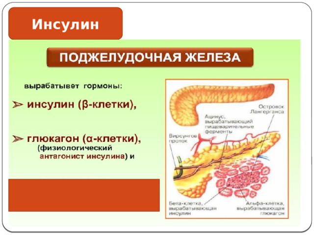 Инсулин 