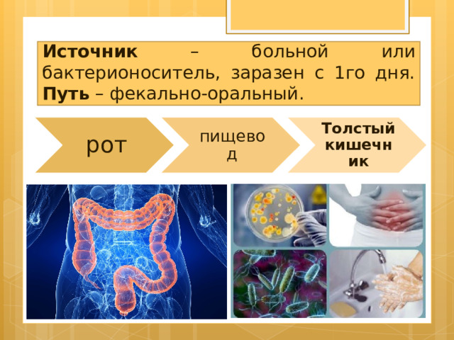 Источник – больной или бактерионоситель, заразен с 1го дня. Путь – фекально-оральный. рот пищевод Толстый кишечник 