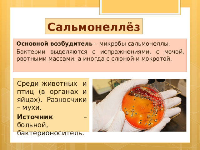 Сальмонеллёз Основной возбудитель – микробы сальмонеллы. Бактерии выделяются с испражнениями, с мочой, рвотными массами, а иногда с слюной и мокротой. Среди животных и птиц (в органах и яйцах). Разносчики – мухи. Источник – больной, бактерионоситель. 