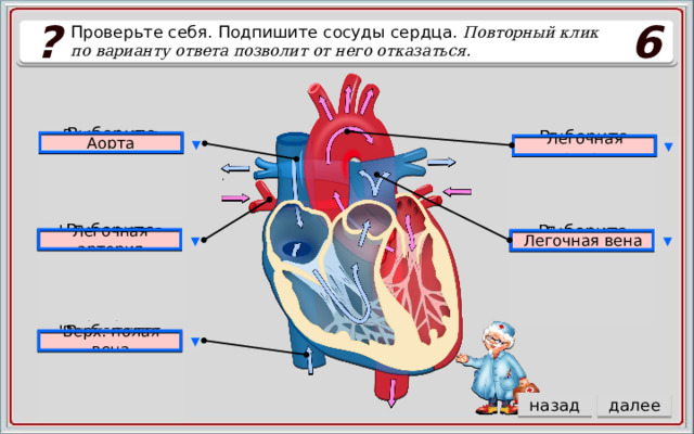 ? 6 Проверьте себя. Подпишите сосуды сердца. Повторный клик по варианту ответа позволит от него отказаться. Аорта Легочная вена Верх. полая вена ▼ Выберите ответ Аорта Легочная вена ▼ Легочная артерия Выберите ответ Легочная вена Легочная артерия Верх. полая вена Легочная вена Аорта Аорта Легочная артерия Нижн. полая вена Легочная вена Легочная вена ▼ ▼ Легочная артерия Выберите ответ Выберите ответ Аорта Легочная вена Легочная артерия Нижн. полая вена Аорта Легочная артерия Легочная вена Нижн. полая вена Верх. полая вена Легочная вена ▼ Выберите ответ Нижн. полая вена Легочная вена назад далее Верх. полая вена 5 