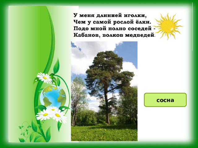 сосна 