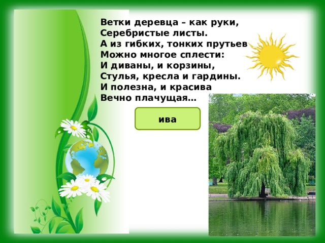 Ветки деревца – как руки, Серебристые листы. А из гибких, тонких прутьев Можно многое сплести: И диваны, и корзины, Стулья, кресла и гардины. И полезна, и красива Вечно плачущая… ива 