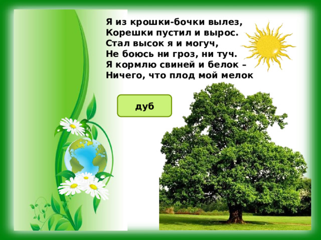Я из крошки-бочки вылез,  Корешки пустил и вырос.  Стал высок я и могуч,  Не боюсь ни гроз, ни туч.  Я кормлю свиней и белок –  Ничего, что плод мой мелок дуб 