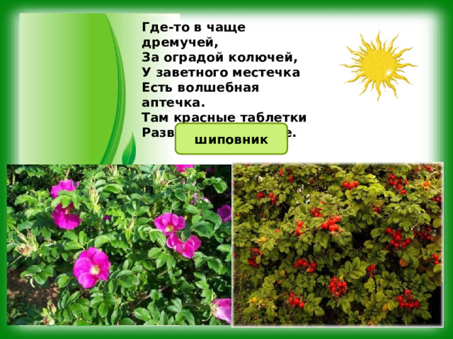 Где-то в чаще дремучей,  За оградой колючей,  У заветного местечка  Есть волшебная аптечка.  Там красные таблетки  Развешаны на ветке. шиповник 