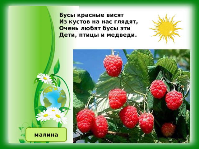 Бусы красные висят   Из кустов на нас глядят,   Очень любят бусы эти   Дети, птицы и медведи. малина 
