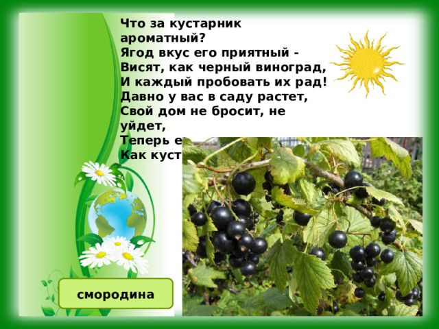 Что за кустарник ароматный?  Ягод вкус его приятный -  Висят, как черный виноград,  И каждый пробовать их рад!  Давно у вас в саду растет,  Свой дом не бросит, не уйдет,  Теперь его там родина.  Как куст зовут? смородина 