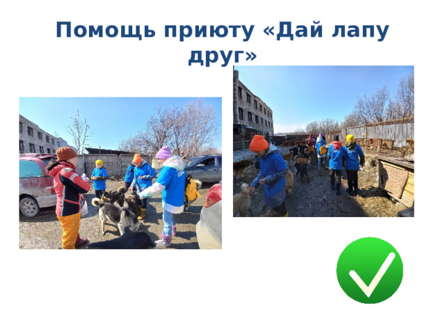 Помощь приюту «Дай лапу друг» 