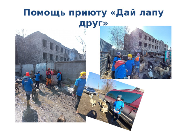 Помощь приюту «Дай лапу друг» 
