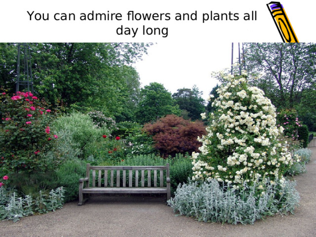 You can admire flowers and plants all day long 
