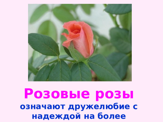 Розовые розы означают дружелюбие с надеждой на более близкие отношения.   