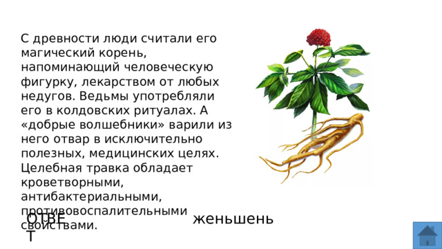 С древности люди считали его магический корень, напоминающий человеческую фигурку, лекарством от любых недугов. Ведьмы употребляли его в колдовских ритуалах. А «добрые волшебники» варили из него отвар в исключительно полезных, медицинских целях. Целебная травка обладает кроветворными, антибактериальными, противовоспалительными свойствами. ОТВЕТ женьшень  