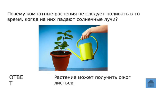 Почему комнатные растения не следует поливать в то время, когда на них падают солнечные лучи? ОТВЕТ Растение может получить ожог листьев.  