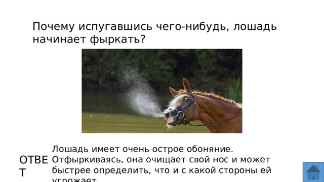Почему испугавшись чего-нибудь, лошадь начинает фыркать? Лошадь имеет очень острое обоняние. Отфыркиваясь, она очищает свой нос и может быстрее определить, что и с какой стороны ей угрожает. ОТВЕТ  