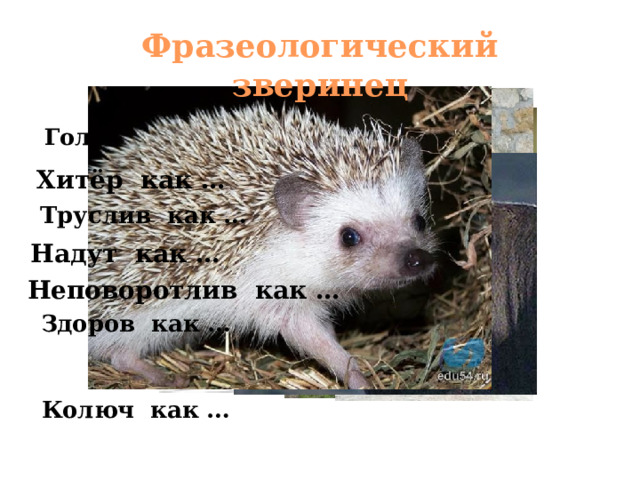 Фразеологический зверинец Голоден как … Хитёр как … Труслив как … Надут как … Неповоротлив как … Здоров как … Колюч как … 