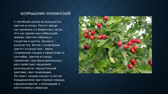 Боярышник украинский С лечебной целью используются цветки и плоды. Растет среди кустарников и в байрачных лесах. Это кустарник или небольшое дерево. Цветки собраны в соцветия в щитки, мохнато – волосистое. Ветки с колючками. Цветет в конце мая – июне. Созревание плодов в происходит в сентябре. Цветки и плоды применяют при функциональных расстройствах сердечной деятельности, мерцательной аритмии, при тахикардии. Экстракт плодов входит в состав Кардиовалена при пороках сердца, кардиосклерозе, стенокардии и вегетативных неврозах.  