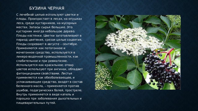 Бузина черная С лечебной целью используют цветки и плоды. Произрастает в лесах, на опушках леса, среди кустарников, на мусорных местах. Запасы сырья большие. Это кустарник иногда небольшое дерево. Плоды костянки. Цветки заготавливают в период цветения, срезая целые соцветия. Плоды созревают в августе – сентябре. Применяются как потогонное и мочегонное средство, используется в ликеро-водочной промышленности, как слабительное и при ревматизме. Используется как красильное; отвар цветов используют при ангинах, обладает фитонцидными свойствами. Листья применяются как обезболивающее, и успокаивающее средство, входят в состав беленного масла, – применяется против ушибов, подагрических болей, простреле. Внутрь применяется в виде капель и порошка при заболевания дыхательных и пищеварительных путей. 