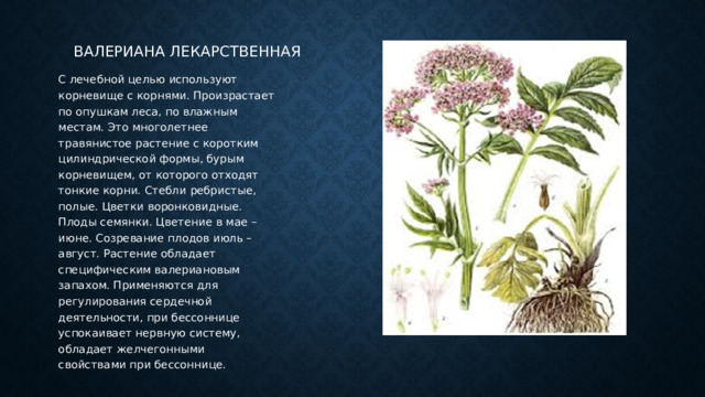Валериана лекарственная С лечебной целью используют корневище с корнями. Произрастает по опушкам леса, по влажным местам. Это многолетнее травянистое растение с коротким цилиндрической формы, бурым корневищем, от которого отходят тонкие корни. Стебли ребристые, полые. Цветки воронковидные. Плоды семянки. Цветение в мае – июне. Созревание плодов июль – август. Растение обладает специфическим валериановым запахом. Применяются для регулирования сердечной деятельности, при бессоннице успокаивает нервную систему, обладает желчегонными свойствами при бессоннице. 