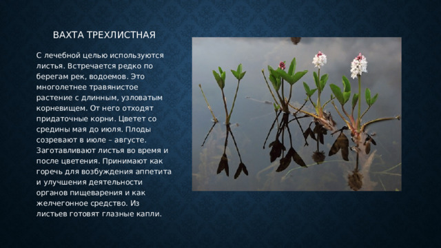 Вахта трехлистная С лечебной целью используются листья. Встречается редко по берегам рек, водоемов. Это многолетнее травянистое растение с длинным, узловатым корневищем. От него отходят придаточные корни. Цветет со средины мая до июля. Плоды созревают в июле – августе. Заготавливают листья во время и после цветения. Принимают как горечь для возбуждения аппетита и улучшения деятельности органов пищеварения и как желчегонное средство. Из листьев готовят глазные капли. 