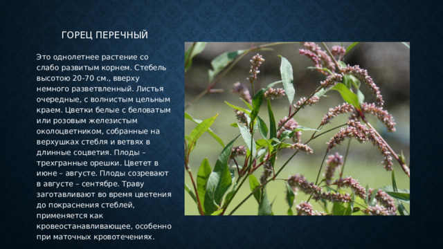 Горец перечный Это однолетнее растение со слабо развитым корнем. Стебель высотою 20-70 см., вверху немного разветвленный. Листья очередные, с волнистым цельным краем. Цветки белые с беловатым или розовым железистым околоцветником, собранные на верхушках стебля и ветвях в длинные соцветия. Плоды – трехгранные орешки. Цветет в июне – августе. Плоды созревают в августе – сентябре. Траву заготавливают во время цветения до покраснения стеблей, применяется как кровеостанавливающее, особенно при маточных кровотечениях. 