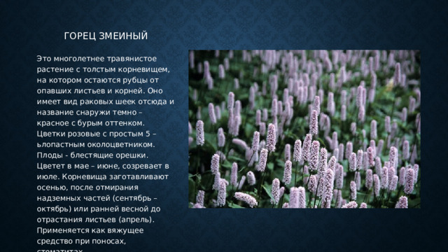 Горец змеиный Это многолетнее травянистое растение с толстым корневищем, на котором остаются рубцы от опавших листьев и корней. Оно имеет вид раковых шеек отсюда и название снаружи темно – красное с бурым оттенком. Цветки розовые с простым 5 –ьлопастным околоцветником. Плоды - блестящие орешки. Цветет в мае – июне, созревает в июле. Корневища заготавливают осенью, после отмирания надземных частей (сентябрь – октябрь) или ранней весной до отрастания листьев (апрель). Применяется как вяжущее средство при поносах, стоматитах. 