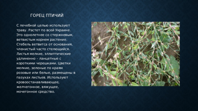 Горец птичий С лечебной целью используют траву. Растет по всей Украине. Это однолетнее со стержневым, ветвистым корнем растение. Стебель ветвитса от основания, членистый часто стелющийся. Листья мелкие, эллиптические удлиненно – ланцетные с короткими черешками. Цветки мелкие, зеленые по краям розовые или белые, размещены в пазухах листьев. Используют кровоостанавливающее, желчегонное, вяжущее, мочегонное средство. 