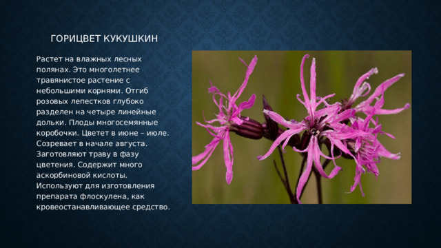 Горицвет кукушкин Растет на влажных лесных полянах. Это многолетнее травянистое растение с небольшими корнями. Отгиб розовых лепестков глубоко разделен на четыре линейные дольки. Плоды многосемянные коробочки. Цветет в июне – июле. Созревает в начале августа. Заготовляют траву в фазу цветения. Содержит много аскорбиновой кислоты. Используют для изготовления препарата флоскулена, как кровеостанавливающее средство. 