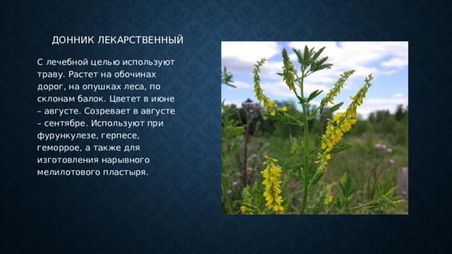 Донник лекарственный С лечебной целью используют траву. Растет на обочинах дорог, на опушках леса, по склонам балок. Цветет в июне – августе. Созревает в августе – сентябре. Используют при фурункулезе, герпесе, геморрое, а также для изготовления нарывного мелилотового пластыря. 