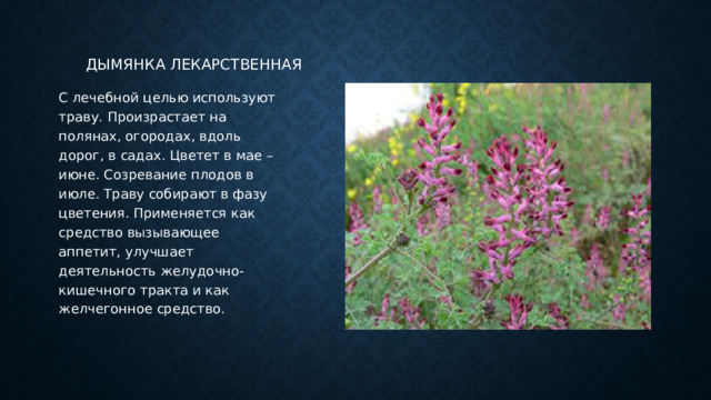 Дымянка лекарственная С лечебной целью используют траву. Произрастает на полянах, огородах, вдоль дорог, в садах. Цветет в мае – июне. Созревание плодов в июле. Траву собирают в фазу цветения. Применяется как средство вызывающее аппетит, улучшает деятельность желудочно-кишечного тракта и как желчегонное средство. 