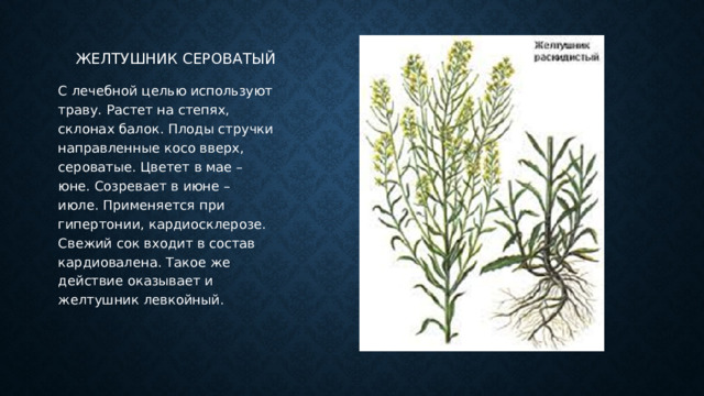 Желтушник сероватый С лечебной целью используют траву. Растет на степях, склонах балок. Плоды стручки направленные косо вверх, сероватые. Цветет в мае – юне. Созревает в июне – июле. Применяется при гипертонии, кардиосклерозе. Свежий сок входит в состав кардиовалена. Такое же действие оказывает и желтушник левкойный. 