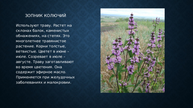 Зопник колючий Используют траву. Растет на склонах балок, каменистых обнажениях, на степях. Это многолетнее травянистое растение. Корни толстые, ветвистые. Цветет в июне – июле. Созревает в июле – августе. Траву заготавливают во время цветения. Она содержит эфирное масло. Применяется при желудочных заболеваниях и малокровии. 