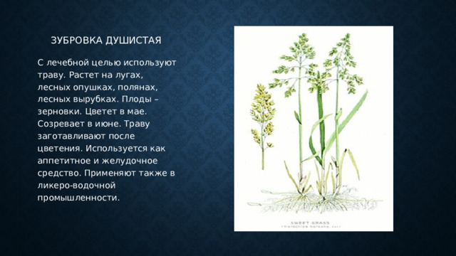 Зубровка душистая С лечебной целью используют траву. Растет на лугах, лесных опушках, полянах, лесных вырубках. Плоды – зерновки. Цветет в мае. Созревает в июне. Траву заготавливают после цветения. Используется как аппетитное и желудочное средство. Применяют также в ликеро-водочной промышленности. 
