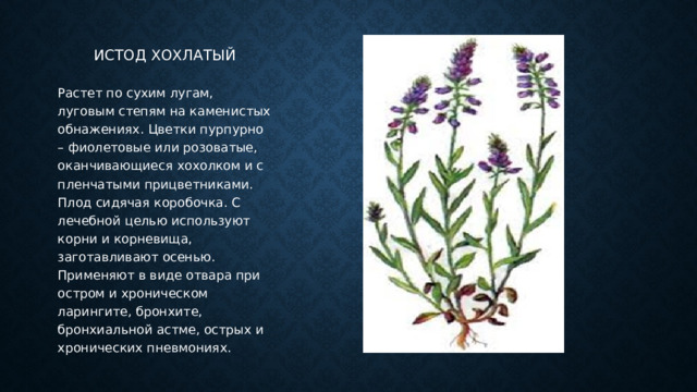 Истод хохлатый Растет по сухим лугам, луговым степям на каменистых обнажениях. Цветки пурпурно – фиолетовые или розоватые, оканчивающиеся хохолком и с пленчатыми прицветниками. Плод сидячая коробочка. С лечебной целью используют корни и корневища, заготавливают осенью. Применяют в виде отвара при остром и хроническом ларингите, бронхите, бронхиальной астме, острых и хронических пневмониях. 