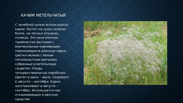 Качим метельчатый С лечебной целью используются корни. Растет на сухих склонах балок, на лесных опушках, полянах. Это многолетнее травянистое растение с вертикальным корневищем, переходящим в длинные корни. Цветки мелкие с белым пятилопастным венчиком собранные в метельчаше соцветия. Плоды четырехстворчатые коробочки. Цветет в июне – июле. Созревает в августе – сентябре. Корни заготавливают в августе – сентябре. Используется как отхаркивающее и рвотное средство. 