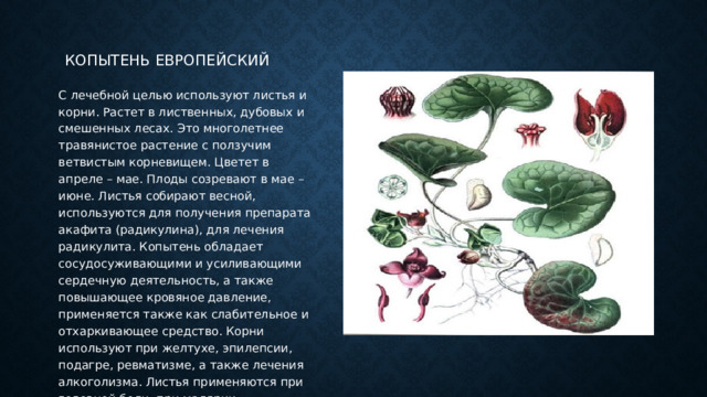 Копытень европейский С лечебной целью используют листья и корни. Растет в лиственных, дубовых и смешенных лесах. Это многолетнее травянистое растение с ползучим ветвистым корневищем. Цветет в апреле – мае. Плоды созревают в мае – июне. Листья собирают весной, используются для получения препарата акафита (радикулина), для лечения радикулита. Копытень обладает сосудосуживающими и усиливающими сердечную деятельность, а также повышающее кровяное давление, применяется также как слабительное и отхаркивающее средство. Корни используют при желтухе, эпилепсии, подагре, ревматизме, а также лечения алкоголизма. Листья применяются при головной боли, при малярии. Применяются также настои корневища и листьев. 
