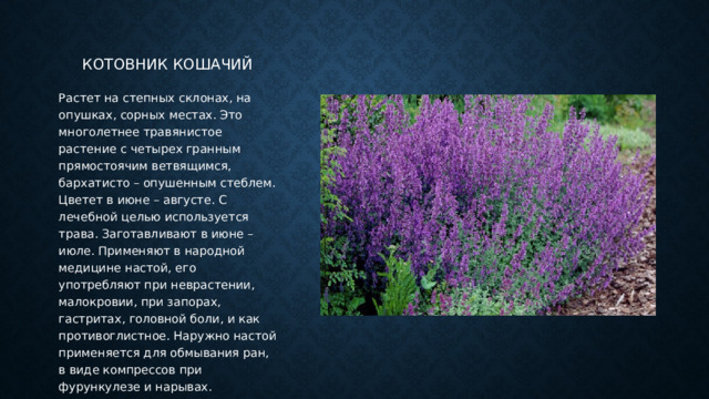 Котовник кошачий Растет на степных склонах, на опушках, сорных местах. Это многолетнее травянистое растение с четырех гранным прямостоячим ветвящимся, бархатисто – опушенным стеблем. Цветет в июне – августе. С лечебной целью используется трава. Заготавливают в июне – июле. Применяют в народной медицине настой, его употребляют при неврастении, малокровии, при запорах, гастритах, головной боли, и как противоглистное. Наружно настой применяется для обмывания ран, в виде компрессов при фурункулезе и нарывах. 