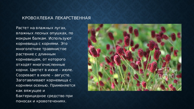 Кровохлебка лекарственная Растет на влажных лугах, влажных лесных опушках, по мокрым балкам. Используют корневища с корнями. Это многолетнее травянистое растение с длинным корневищем, от которого отходят многочисленные корни. Цветет в июне – июле. Созревает в июле – августе. Заготавливают корневища с корнями осенью. Применяется как вяжущее и бактерицидное средство при поносах и кровотечениях. 