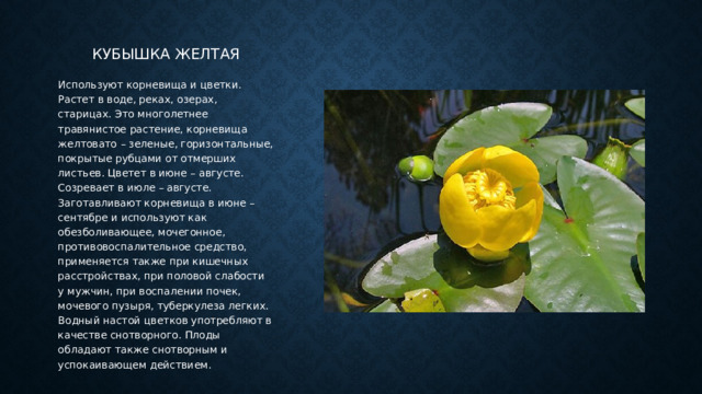 Кубышка желтая Используют корневища и цветки. Растет в воде, реках, озерах, старицах. Это многолетнее травянистое растение, корневища желтовато – зеленые, горизонтальные, покрытые рубцами от отмерших листьев. Цветет в июне – августе. Созревает в июле – августе. Заготавливают корневища в июне – сентябре и используют как обезболивающее, мочегонное, противовоспалительное средство, применяется также при кишечных расстройствах, при половой слабости у мужчин, при воспалении почек, мочевого пузыря, туберкулеза легких. Водный настой цветков употребляют в качестве снотворного. Плоды обладают также снотворным и успокаивающем действием. 