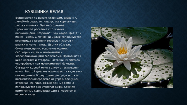 Кувшинка белая Встречается по рекам, старицам, озерам. С лечебной целью используются корневища, листья и цветки. Это многолетнее травянистое растение с толстыми корневищами. Созревают под водой. Цветет в июне – июле. С лечебной целью используются корневища с корнями (осенью), листья и цветки в июне – июле. Цветки обладают болеутоляющими, успокаивающими, снотворными, смягчительными и жаропонижающими свойствами. Применяют в виде настоев и отваров, настойки из листьев употребляют при мочекаменной болезни. Отварами корней моют голову от выпадения волос. Настой цветков используют в виде ванн как наружное болеутоляющее средство, как косметическое средство от угрей, веснушек, отбеливания лица. Поджаренные семена используются как суррогат кофе. Свежие вымоченные корневища едят в жареном и вареном виде. 