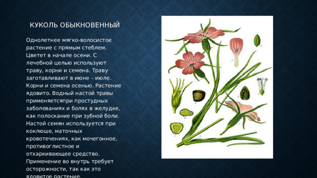 Куколь обыкновенный Однолетнее мягко-волосистое растение с прямым стеблем. Цветет в начале осени. С лечебной целью используют траву, корни и семена. Траву заготавливают в июне – июле. Корни и семена осенью. Растение ядовито. Водный настой травы применяетсяпри простудных заболеваниях и болях в желудке, как полоскание при зубной боли. Настой семян используется при коклюше, маточных кровотечениях, как мочегонное, противоглистное и отхаркивающее средство. Применение во внутрь требует осторожности, так как это ядовитое растение. 