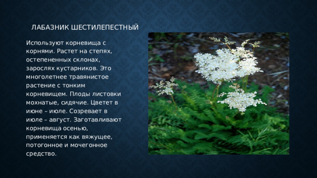 Лабазник шестилепестный Используют корневища с корнями. Растет на степях, остепененных склонах, зарослях кустарников. Это многолетнее травянистое растение с тонким корневищем. Плоды листовки мохнатые, сидячие. Цветет в июне – июле. Созревает в июле – август. Заготавливают корневища осенью, применяется как вяжущее, потогонное и мочегонное средство. 