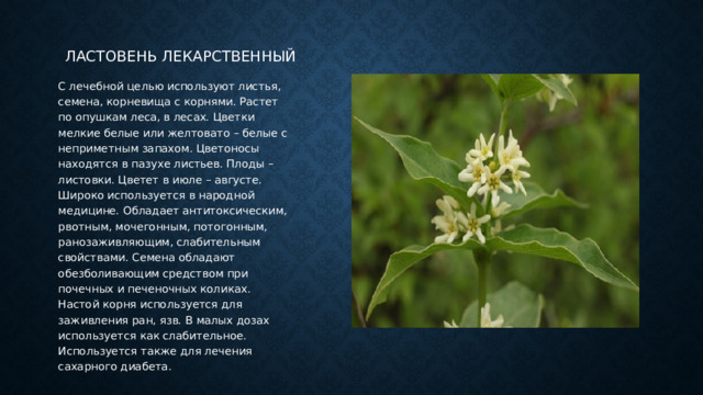 Ластовень лекарственный С лечебной целью используют листья, семена, корневища с корнями. Растет по опушкам леса, в лесах. Цветки мелкие белые или желтовато – белые с неприметным запахом. Цветоносы находятся в пазухе листьев. Плоды – листовки. Цветет в июле – августе. Широко используется в народной медицине. Обладает антитоксическим, рвотным, мочегонным, потогонным, ранозаживляющим, слабительным свойствами. Семена обладают обезболивающим средством при почечных и печеночных коликах. Настой корня используется для заживления ран, язв. В малых дозах используется как слабительное. Используется также для лечения сахарного диабета. 