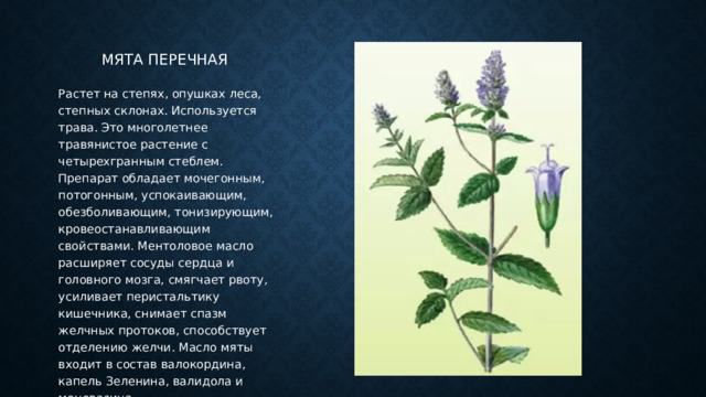 Мята перечная Растет на степях, опушках леса, степных склонах. Используется трава. Это многолетнее травянистое растение с четырехгранным стеблем. Препарат обладает мочегонным, потогонным, успокаивающим, обезболивающим, тонизирующим, кровеостанавливающим свойствами. Ментоловое масло расширяет сосуды сердца и головного мозга, смягчает рвоту, усиливает перистальтику кишечника, снимает спазм желчных протоков, способствует отделению желчи. Масло мяты входит в состав валокордина, капель Зеленина, валидола и меновазина. 