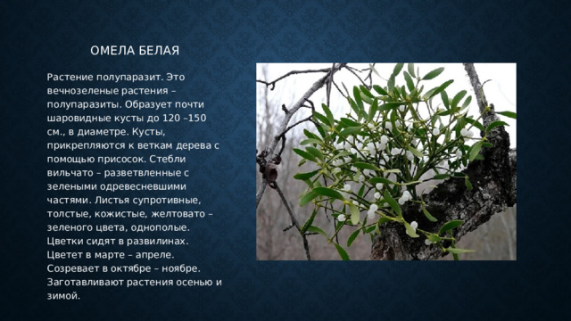 Омела белая Растение полупаразит. Это вечнозеленые растения – полупаразиты. Образует почти шаровидные кусты до 120 –150 см., в диаметре. Кусты, прикрепляются к веткам дерева с помощью присосок. Стебли вильчато – разветвленные с зелеными одревесневшими частями. Листья супротивные, толстые, кожистые, желтовато – зеленого цвета, однополые. Цветки сидят в развилинах. Цветет в марте – апреле. Созревает в октябре – ноябре. Заготавливают растения осенью и зимой. 