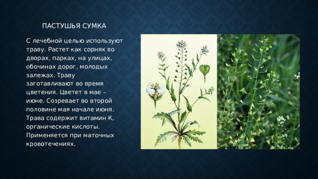 Пастушья сумка С лечебной целью используют траву. Растет как сорняк во дворах, парках, на улицах, обочинах дорог, молодых залежах. Траву заготавливают во время цветения. Цветет в мае – июне. Созревает во второй половине мая начале июня. Трава содержит витамин К, органические кислоты. Применяется при маточных кровотечениях. 