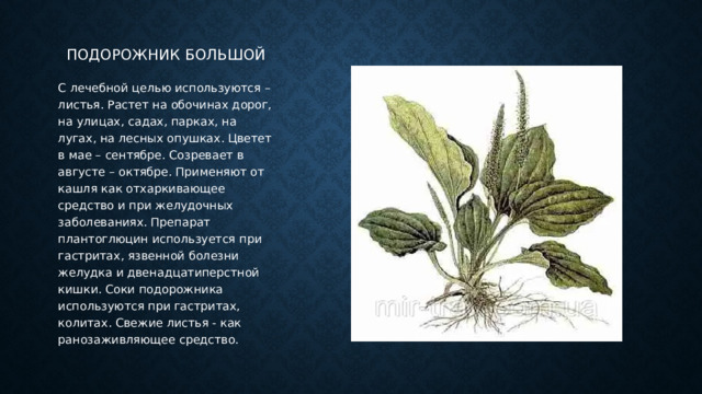 Подорожник большой С лечебной целью используются – листья. Растет на обочинах дорог, на улицах, садах, парках, на лугах, на лесных опушках. Цветет в мае – сентябре. Созревает в августе – октябре. Применяют от кашля как отхаркивающее средство и при желудочных заболеваниях. Препарат плантоглюцин используется при гастритах, язвенной болезни желудка и двенадцатиперстной кишки. Соки подорожника используются при гастритах, колитах. Свежие листья - как ранозаживляющее средство. 
