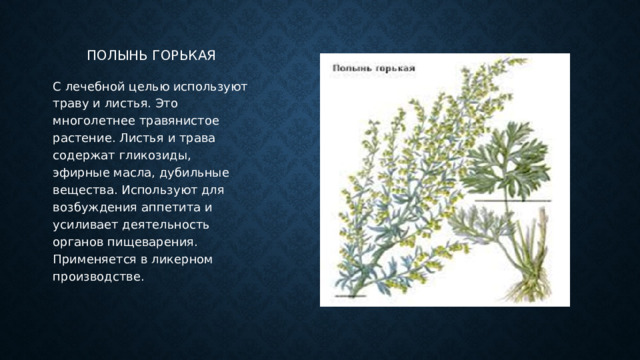 Полынь горькая С лечебной целью используют траву и листья. Это многолетнее травянистое растение. Листья и трава содержат гликозиды, эфирные масла, дубильные вещества. Используют для возбуждения аппетита и усиливает деятельность органов пищеварения. Применяется в ликерном производстве. 